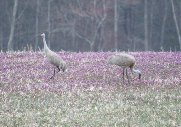 Sandhill Cranes