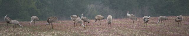 Sandhill Cranes