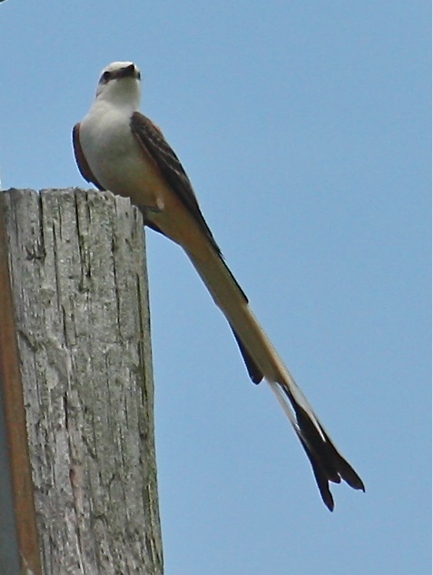 Scissor-tailed Flycatcher