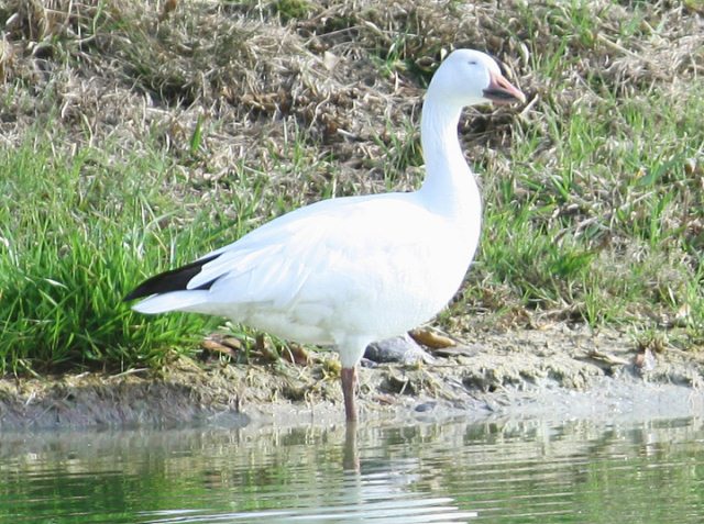 Snow Goose