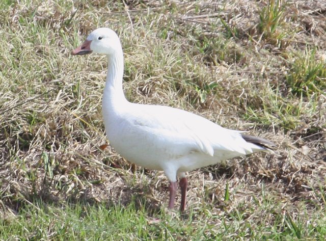 Snow Goose