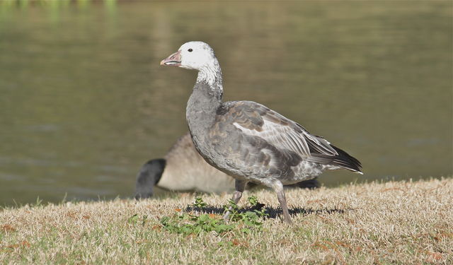 Snow Goose