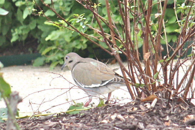 White-winged Dove