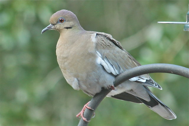 White winged Dove White winged Dove