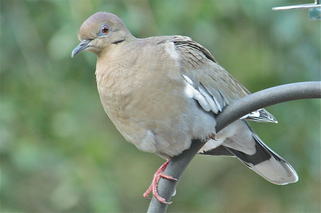 White-winged Dove