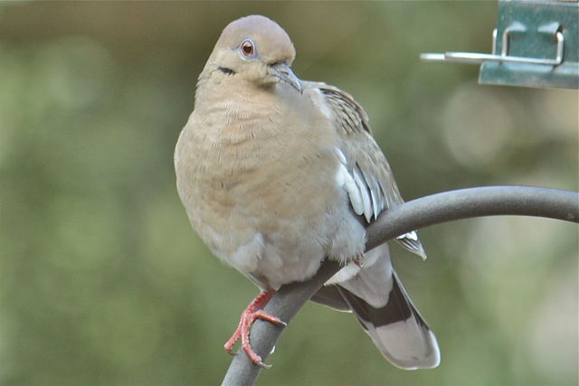 White-winged Dove