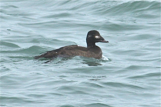 White-winged Scoter