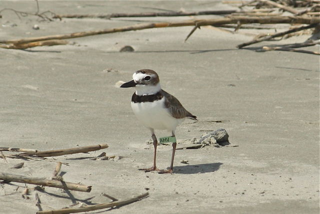 Wilson's Plover