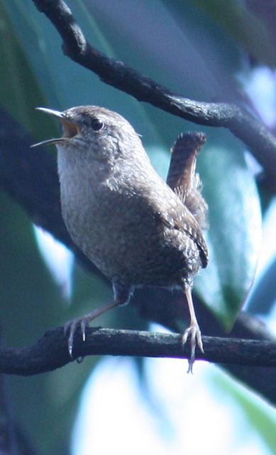 Winter Wren