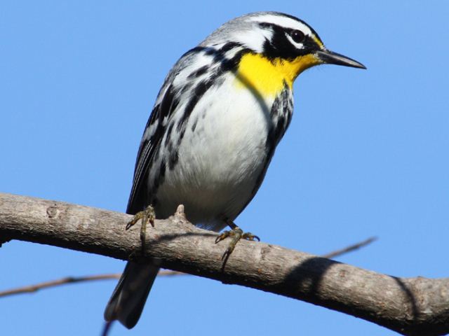 Yellow-throated Warbler