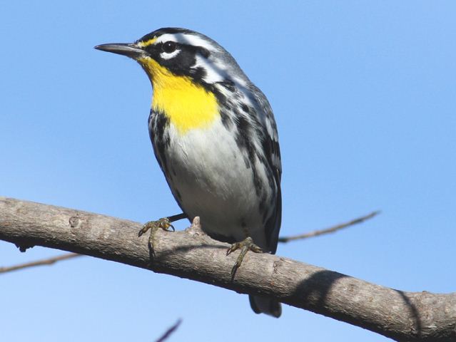 Yellow-throated Warbler