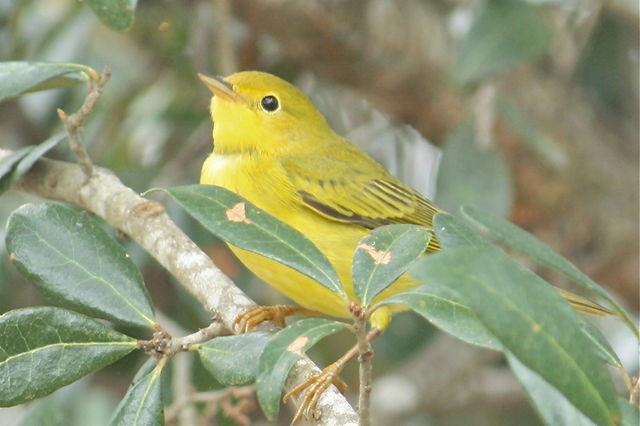 Yellow Warbler