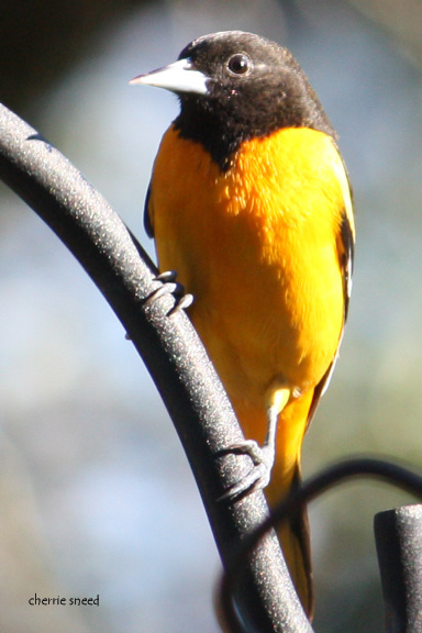 Baltimore Orioles