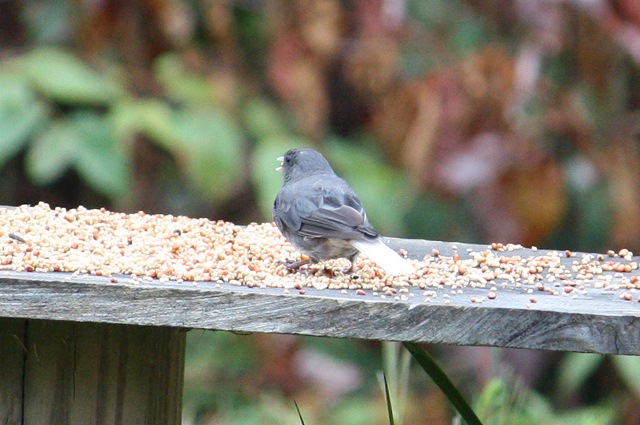 Dark-eyed Junco