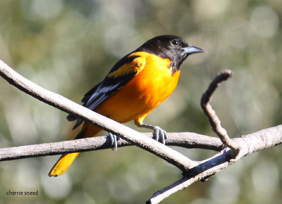 Baltimore Orioles