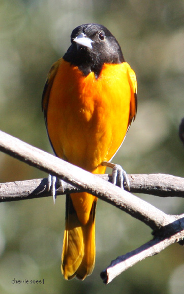 Baltimore Orioles