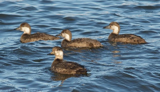 Black Scoter black-scoter