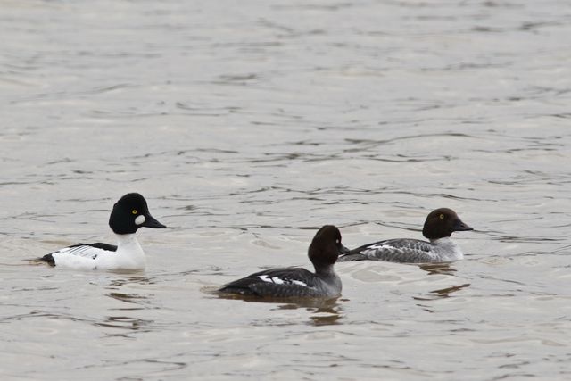 Common Goldeneye