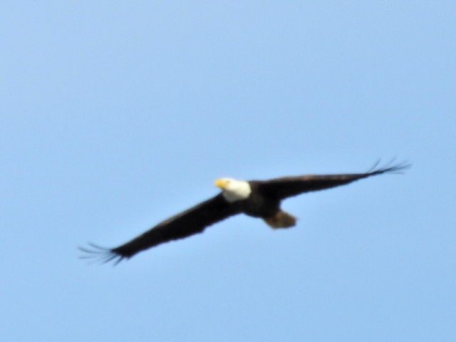 Bald Eagle