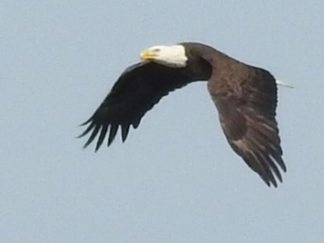 Bald Eagle