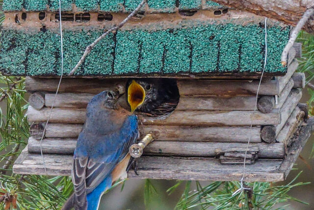 Eastern Bluebird