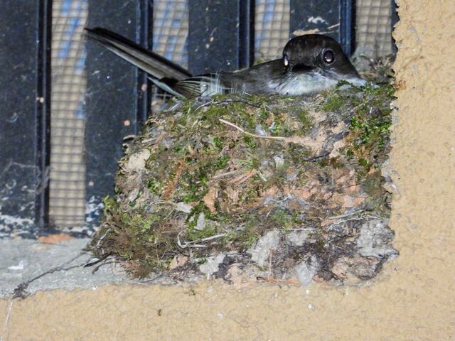 Eastern Phoebe