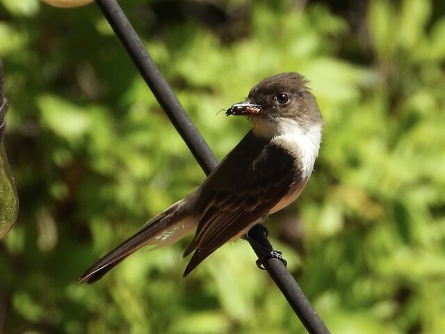 Eastern Phoebe