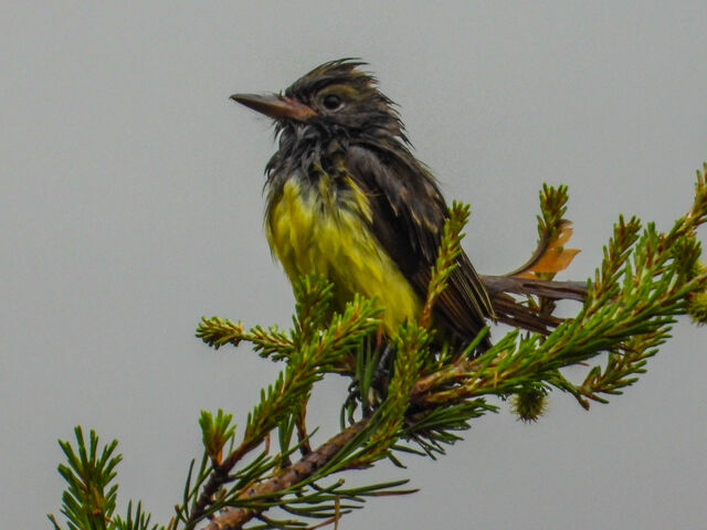 Great Crested Flycatcher