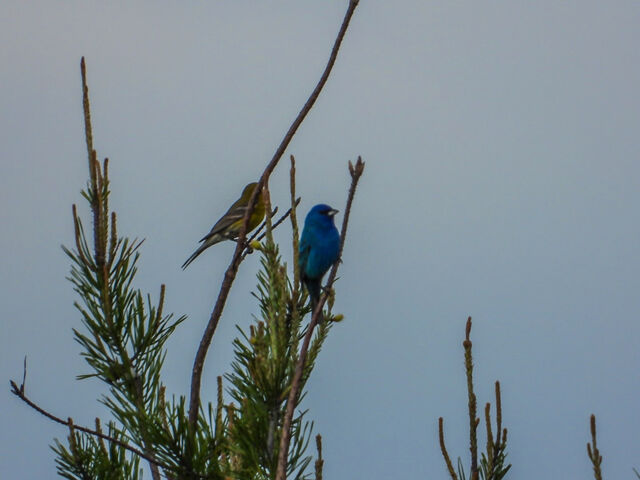 Indigo Bunting