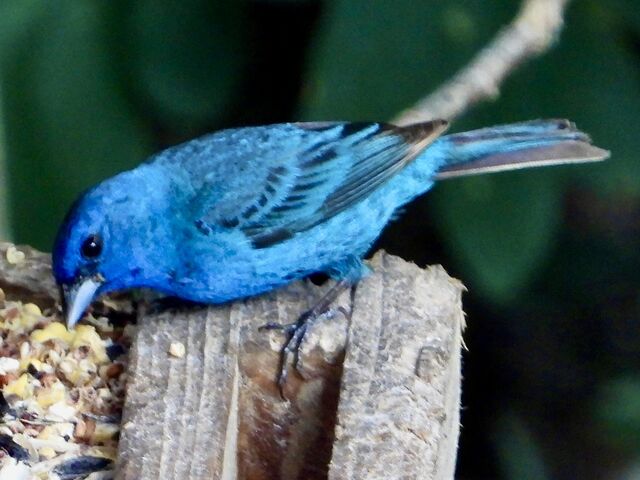Indigo Bunting