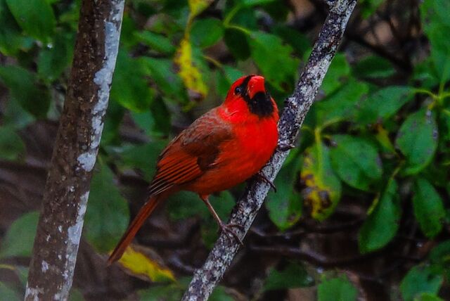 Northern Cardinal