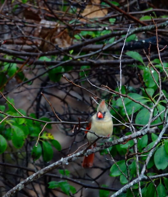 Northern Cardinal