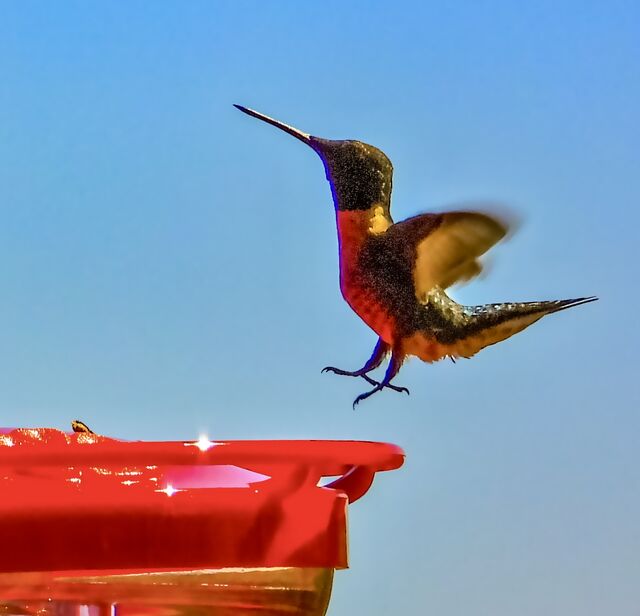 Ruby-throated Hummingbird