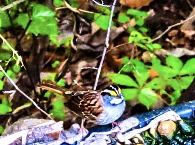 White-throated Sparrow