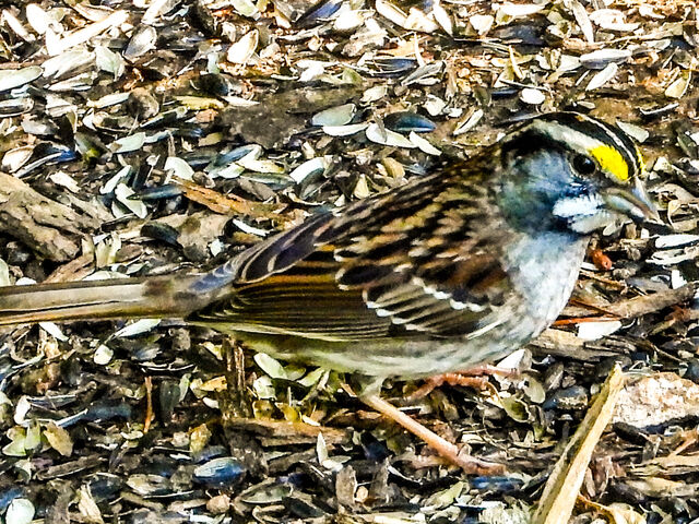White-throated Sparrow