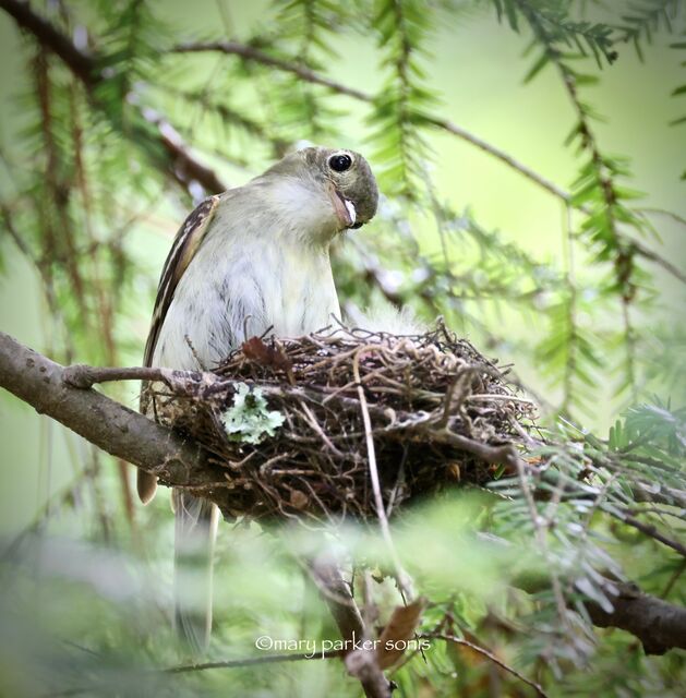 Acadian Flycatcher