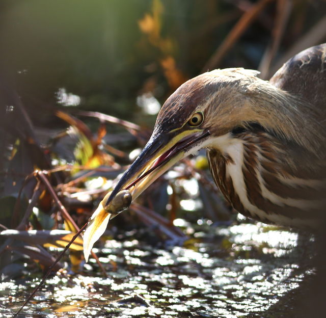 American Bittern