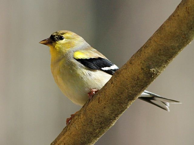 American Goldfinch