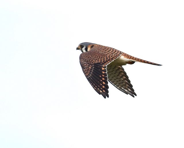 American Kestrel