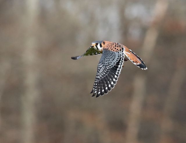 American Kestrel