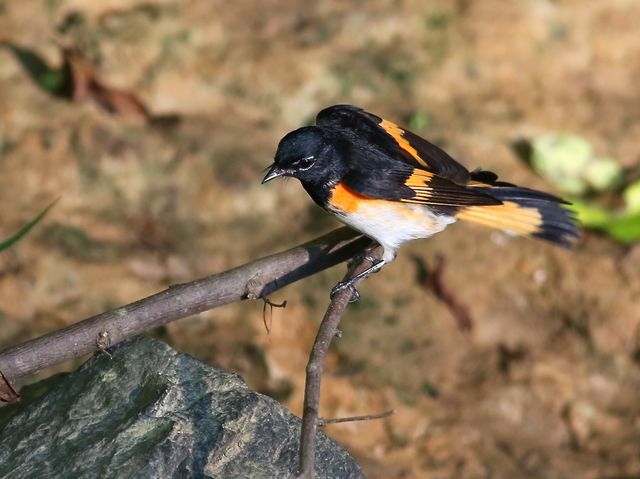 American Redstart