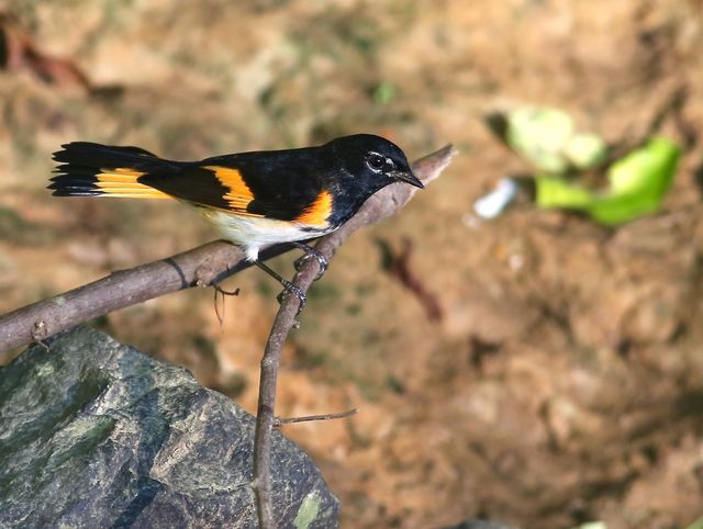 American Redstart