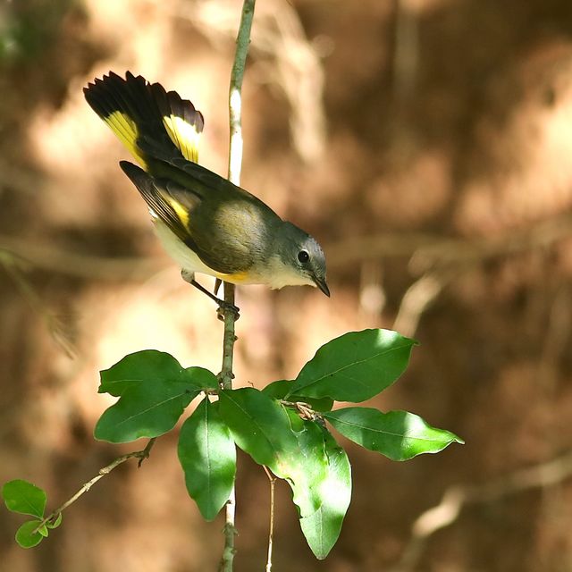 American Redstart