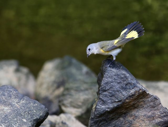 American Redstart