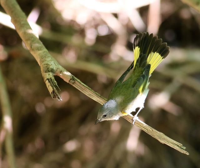 American Redstart