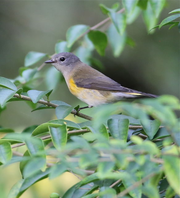 American Redstart