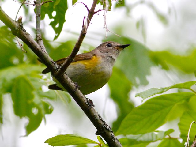 American Redstart