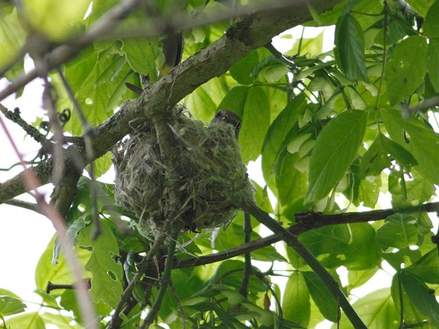 American Redstart