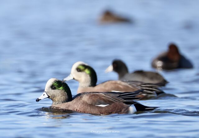 Wigogen American Wigeon
