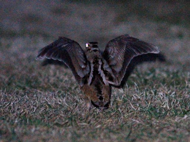 American Woodcock
